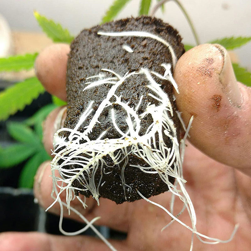 Bokashi Improves Root Health